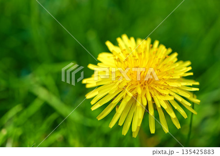 Nature, grass and yellow dandelion in meadow for natural beauty, spring mockup and blossom. Countryside, plant background and closeup of flower for environment, ecosystem and flora growth in field 135425883
