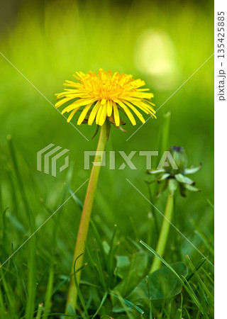 Flower, grass and yellow dandelion in field for natural beauty, spring mockup and blossom. Countryside, nature background and closeup of floral bloom in environment, ecosystem and flora in meadow 135425885