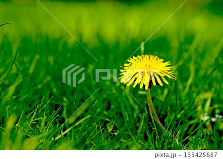 Nature, grass and yellow dandelion in field for natural beauty, spring mockup and blossom. Countryside, plant background and closeup of flower for environment, ecosystem and fauna and flora in meadow 135425887
