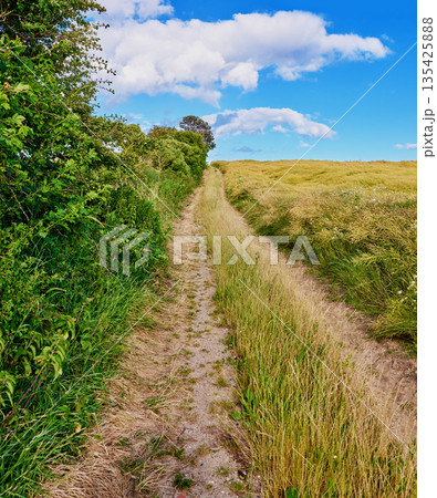 Road, path and countryside with travel, green and nature with direction, destination and farm field. Blue sky, land and drive way with grass and bush, journey and traveling view with environment Road, path and countryside with travel, green and nature with direction, destination and farm field. Blue sky, land and drive way with grass and bush, journey and traveling view with environment 135425888