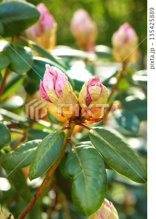 Nature, leaf and closeup of flower bud for natural beauty, spring mockup and blossom. Countryside, plant background and zoom of rhododendron for environment, ecosystem and flora growing in meadow Nature, leaf and closeup of flower bud for natural beauty, spring mockup and blossom. Countryside, plant background and zoom of rhododendron for environment, ecosystem and flora growing in meadow 135425889