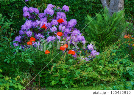 Garden, flowers and landscape with environment and nature, green grass and leaves with foliage and landscaping. Natural scene, botanical and gardening with meadow, greenery outdoor and spring plants 135425910