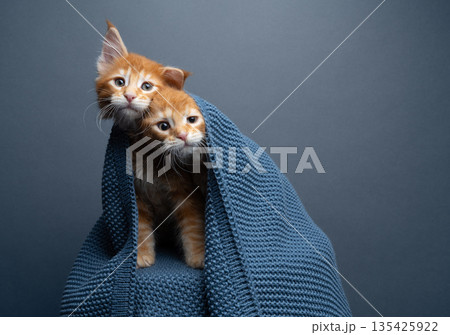 two ginger kittens underneath blue knitted blanket 135425922