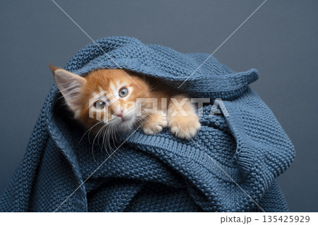 ginger kitten underneath blue knitted blanket 135425929