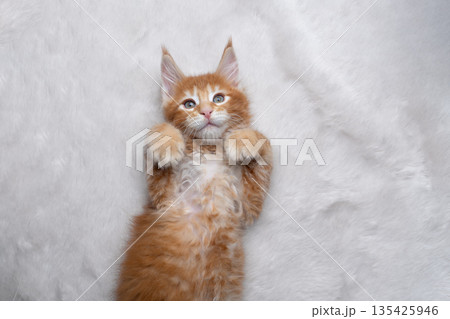 cute ginger kitten lying on back on white fake fur or carpet 135425946