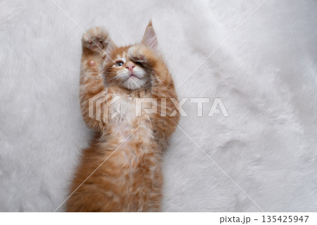 cute ginger kitten lying on back on white fake fur or carpet 135425947
