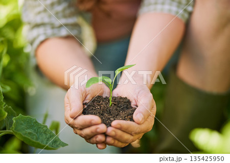 Plants, hands and farming man with eco friendly growth, sustainability and agriculture, farmer and small business. Sapling soil, person palm and sustainable gardening, green leaf or earth day project Plants, hands and farming man with eco friendly growth, sustainability and agriculture, farmer and small business. Sapling soil, person palm and sustainable gardening, green leaf or earth day project 135425950