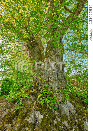 Big tree, growth and green leafs in nature of natural trunks and branches for sustainability, agriculture or life outdoors. Trees with leaves or plants growing on stem in the summer countryside 135425954