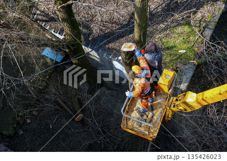 Municipal service workers stand with a chainsaw in a crane basket and trim dangerous trees Municipal service workers stand with a chainsaw in a crane basket and trim dangerous trees 135426023