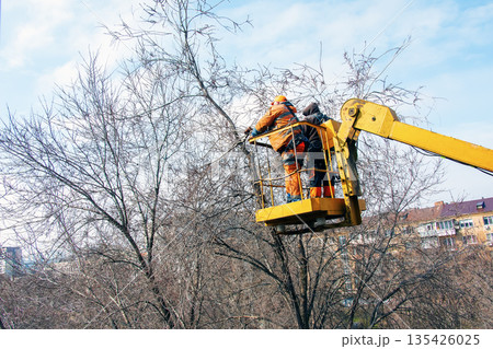 Municipal service workers stand with a chainsaw in a crane basket and trim dangerous trees Municipal service workers stand with a chainsaw in a crane basket and trim dangerous trees 135426025