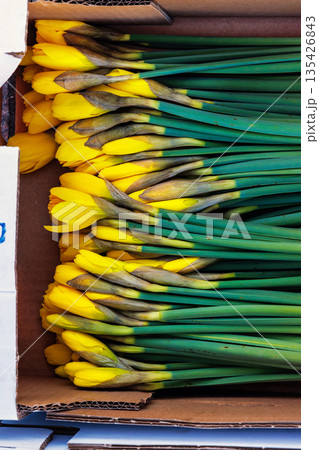 Yellow daffodils packed in cardboard at the flower market. Top view of fresh narcissus with long green stems tightly packed in a shipping box. 135426843