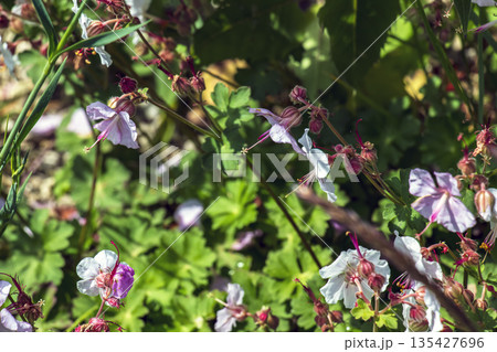 Geranium cantabrigiense, is a species of plant in the genus Geranium of family Geraniaceae. Geranium cantabrigiense, is a species of plant in the genus Geranium of family Geraniaceae. 135427696