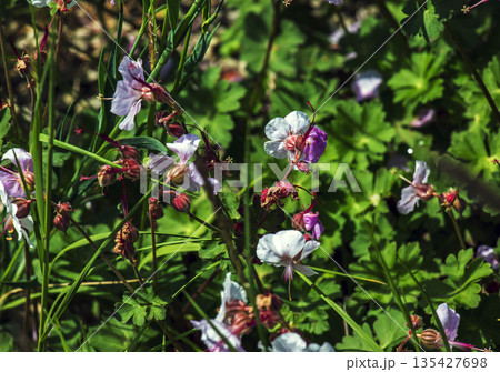 Geranium cantabrigiense, is a species of plant in genus Geranium of the family Geraniaceae. Geranium cantabrigiense, is a species of plant in genus Geranium of the family Geraniaceae. 135427698