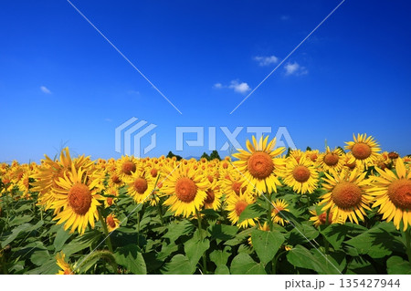 真夏の青空の下で一面に広がるひまわり畑 135427944