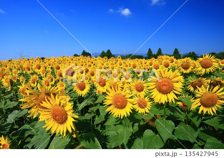 真夏の青空の下で一面に広がるひまわり畑 135427945