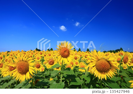 真夏の青空の下で一面に広がるひまわり畑 135427946