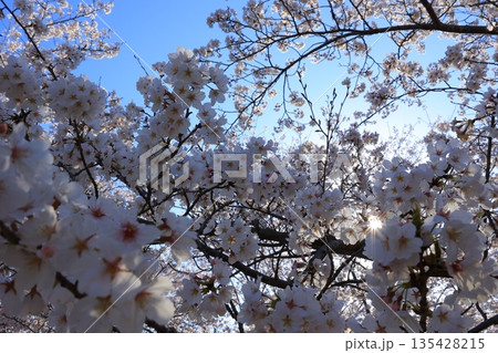 青空に映える満開の桜 青空に映える満開の桜 135428215