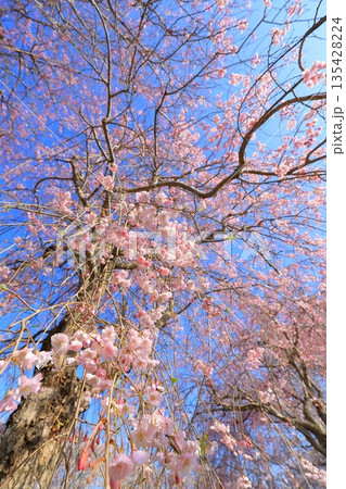 青空に映える満開の桜 青空に映える満開の桜 135428224
