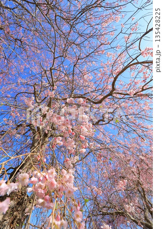 青空に映える満開の桜 135428225