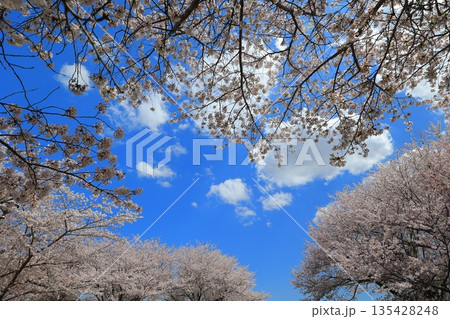 青空に映える満開の桜 135428248