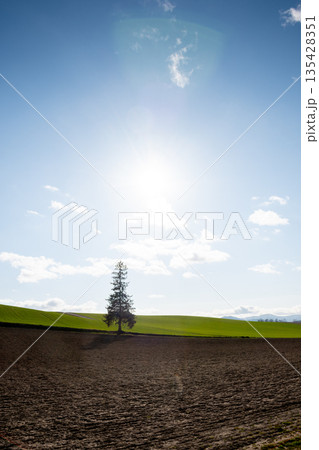 春の畑の中に立つ一本のマツの木　美瑛町 135428351