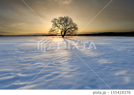 雪原に立つハルニレの木 雪原に立つハルニレの木 135428376