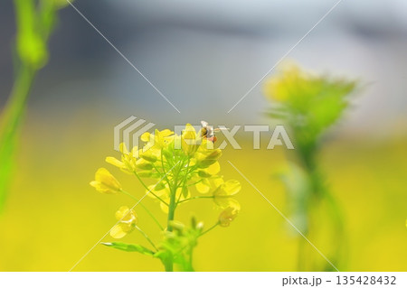 黄色い菜の花畑 135428432