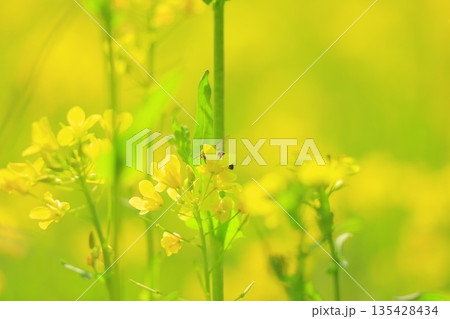 黄色い菜の花畑 黄色い菜の花畑 135428434