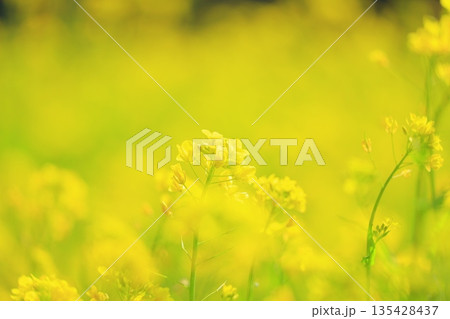 黄色い菜の花畑 黄色い菜の花畑 135428437