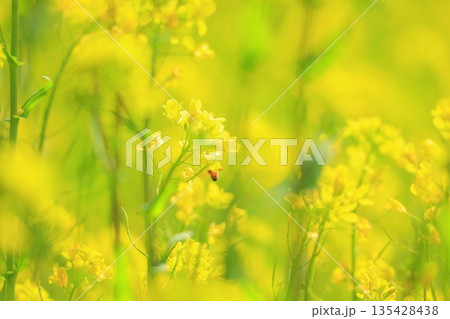黄色い菜の花畑 黄色い菜の花畑 135428438