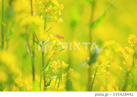 黄色い菜の花畑 135428442