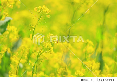 黄色い菜の花畑 135428444