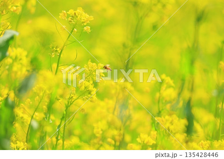 黄色い菜の花畑 135428446
