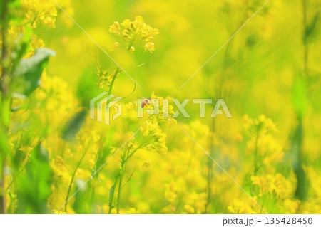 黄色い菜の花畑 黄色い菜の花畑 135428450