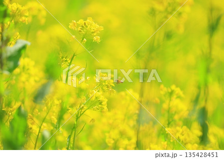 黄色い菜の花畑 黄色い菜の花畑 135428451