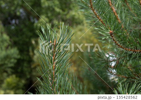 Close-up view of pine tree branches showcasing vibrant green needles in forest 135428562