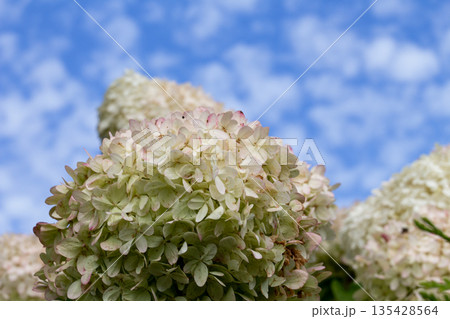 Bright hydrangea blooms against a clear blue sky during summer in a garden 135428564