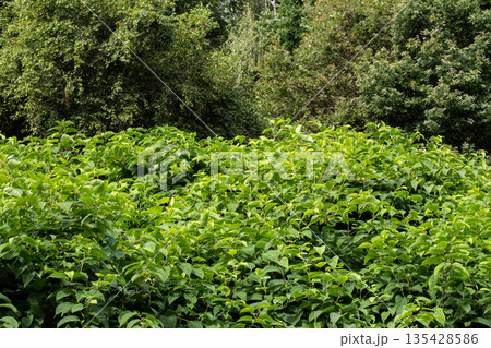 Lush green vegetation covers the landscape in a dense forest during a sunny  135428586