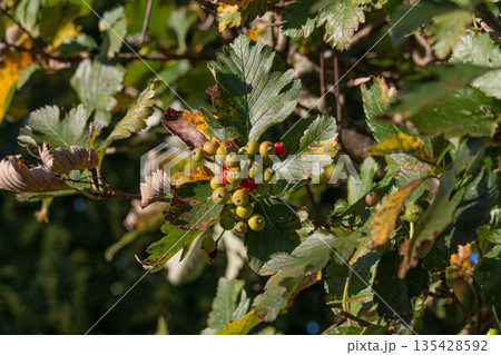Hawthorn tree branches with colorful berries in a natural setting during late summer sunlight 135428592