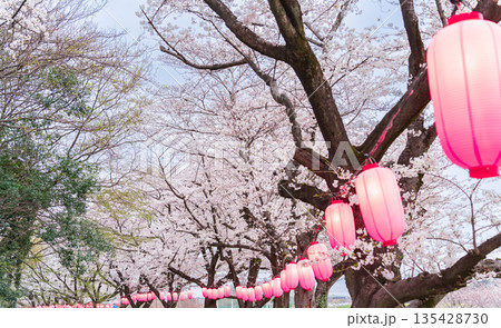 「埼玉県」見沼田んぼ　夜桜ライトアップ会場 135428730