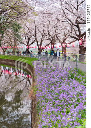「埼玉県」見沼田んぼ 夜桜ライトアップ会場 「埼玉県」見沼田んぼ 夜桜ライトアップ会場 135428732