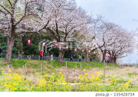 「埼玉県」見沼田んぼ　夜桜ライトアップ会場 135428734