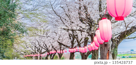 「埼玉県」見沼田んぼ　夜桜ライトアップ会場 135428737