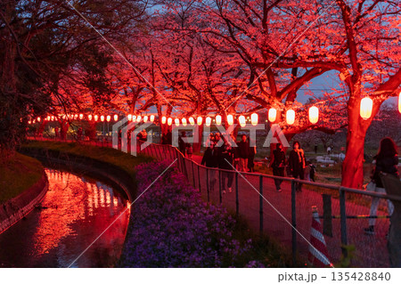 「埼玉県」見沼田んぼ・桜回廊ライトアップ 夜桜 「埼玉県」見沼田んぼ・桜回廊ライトアップ 夜桜 135428840