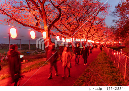 「埼玉県」見沼田んぼ・桜回廊ライトアップ 夜桜 「埼玉県」見沼田んぼ・桜回廊ライトアップ 夜桜 135428844