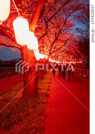 「埼玉県」見沼田んぼ・桜回廊ライトアップ　夜桜 135428847