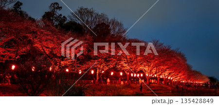 「埼玉県」見沼田んぼ・桜回廊ライトアップ　夜桜 135428849