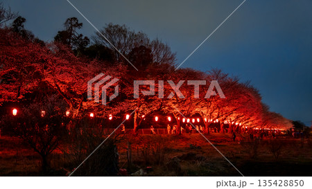 「埼玉県」見沼田んぼ・桜回廊ライトアップ　夜桜 135428850
