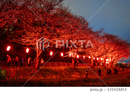 「埼玉県」見沼田んぼ・桜回廊ライトアップ　夜桜 135428853
