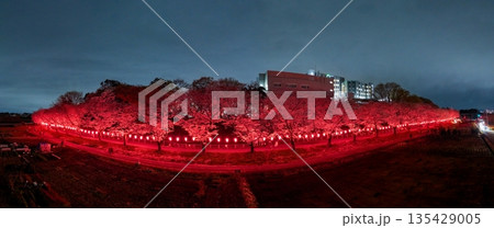 空撮「埼玉県」見沼田んぼの桜回廊ライトアップをドローンで撮影 135429005